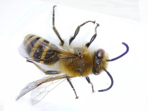 Réf. 215 397 : Colletes hederae
